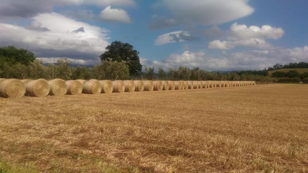 Agriturismo Oasi Del Pianettino Campagnatico Εξωτερικό φωτογραφία